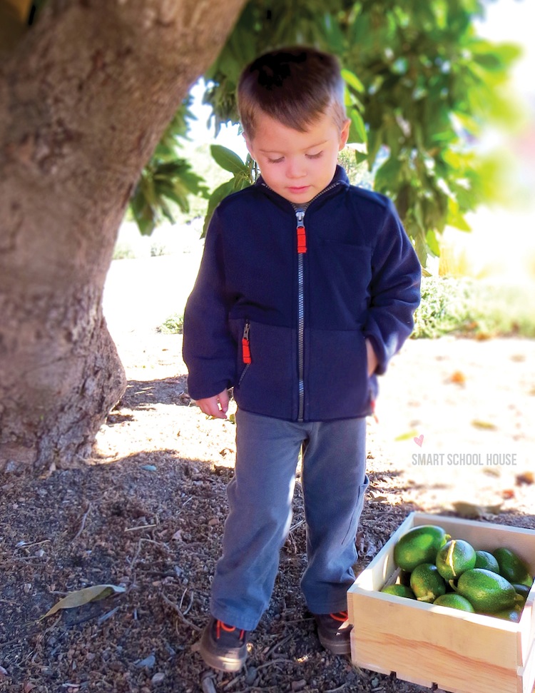 Avocado Picking & Giveaway #CartersHoliday