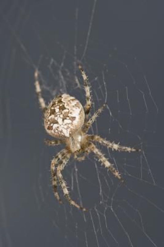 Natural Solutions for Getting Rid of Spiders (smart!)