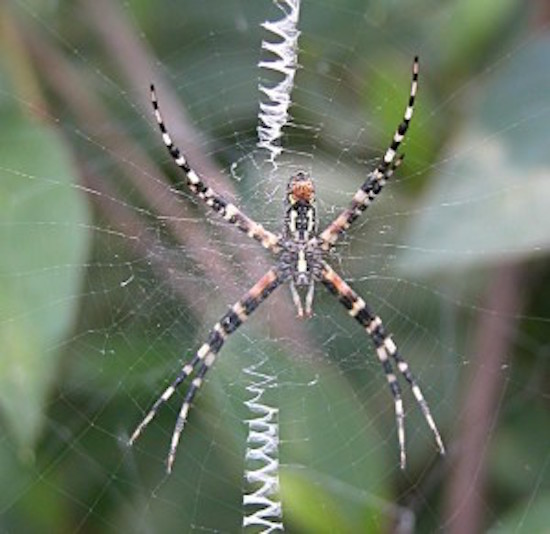 How to get rid of spiders on the outside of your house (I NEED this!)