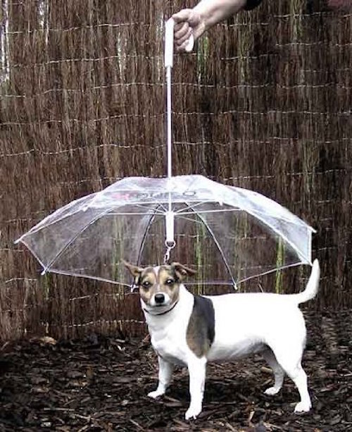 It's a dog umbrella! Hah! Our dogs deserve an umbrella on rainy days too:)
