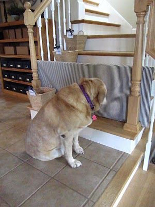 Use PVC pipe and fabric to create a dog gate on the stairs. Genius! 