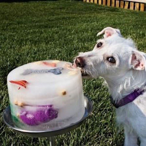 On a hot day, freeze dog toys in a big bowl and let them slowly work their way to rescuing their favorite things!