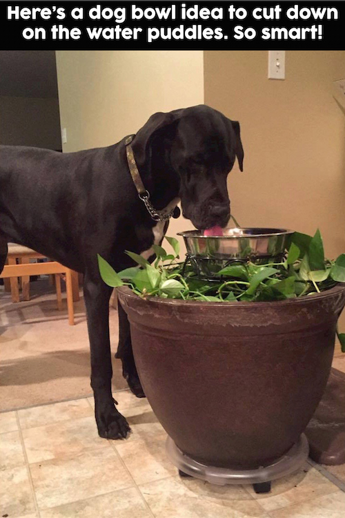 For big dogs - place a water bowl in a flower pot to cut down on the water puddles. Brilliant! 
