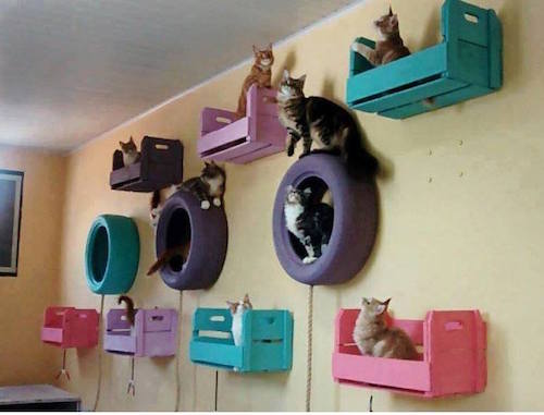Hang painted tires for the kitties to play on! 