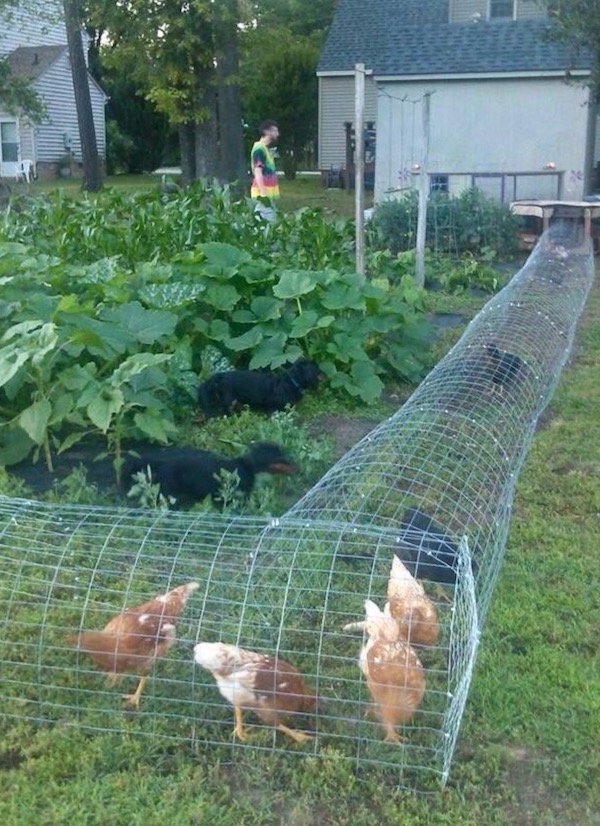 Chicken tunnels with wire. SO SMART for turning over old soil in the garden. 