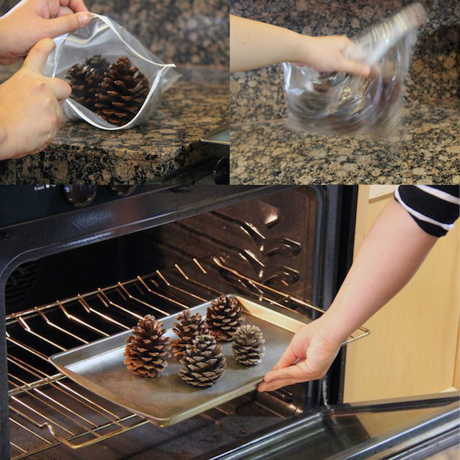 How to make cinnamon scented pinecones. You can buy cinnamon scented pine cones for about $10 OR you can make them yourself for a fraction of the cost with some essential oils, a sealable plastic bag, and an oven! 