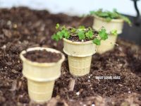 Ice Cream Cone Seedlings