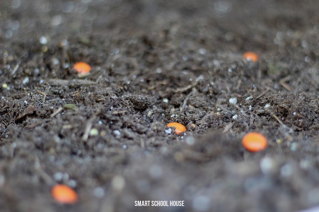Grow a chocolate carrot garden with these candy seeds!