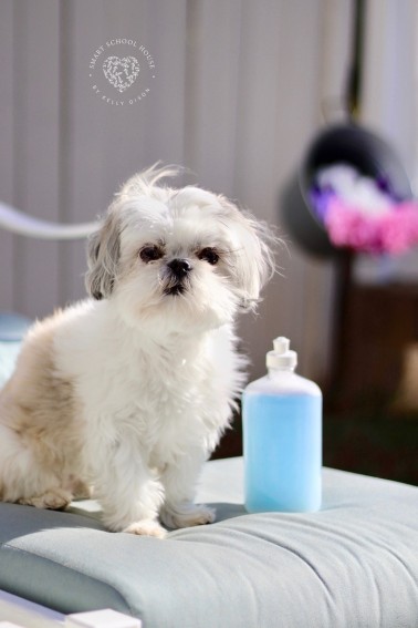3 ingredient Homemade Dog Shampoo that kills fleas! Even if your dog doesn't have fleas, the ingredients will deodorize and remove all dirt and grime off of a dirty dog.