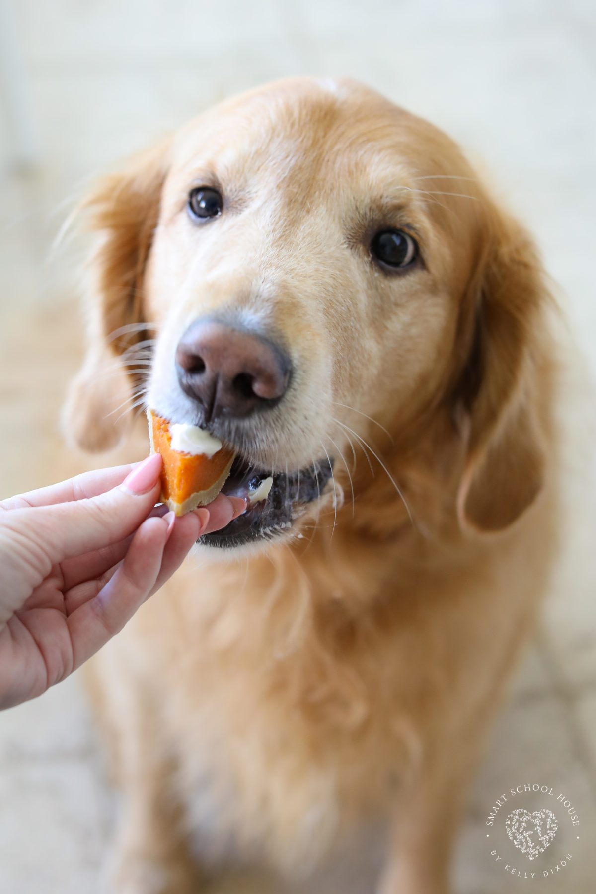 Pumpkin Pie for Dogs